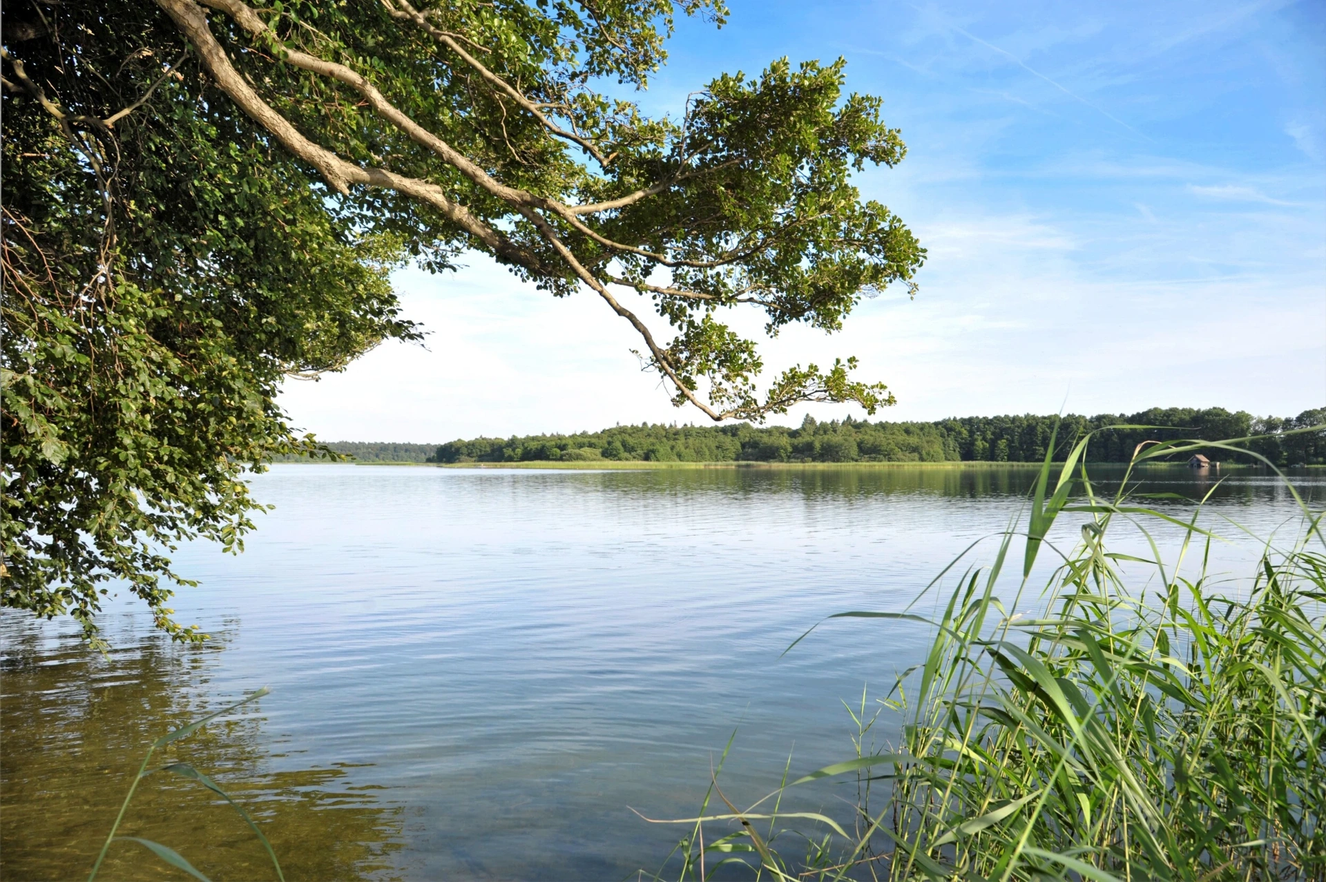 Schaalsee-Ufer mit überhängenden Bäumen und Schilfgürtel an einem klaren Sommertag